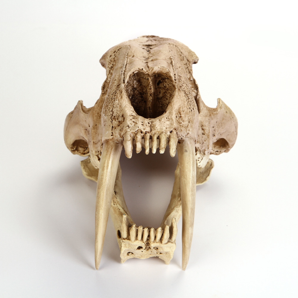 New-Saber-Tooth-Cat-Tiger-Skull-Resin-Sabertooth-Smilodon-Fatalis-sketch-Model-color.jpg