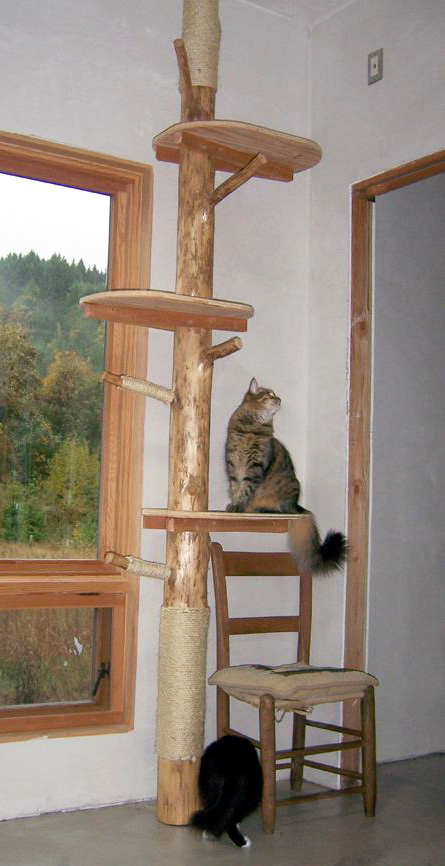 NewCatTree.jpg