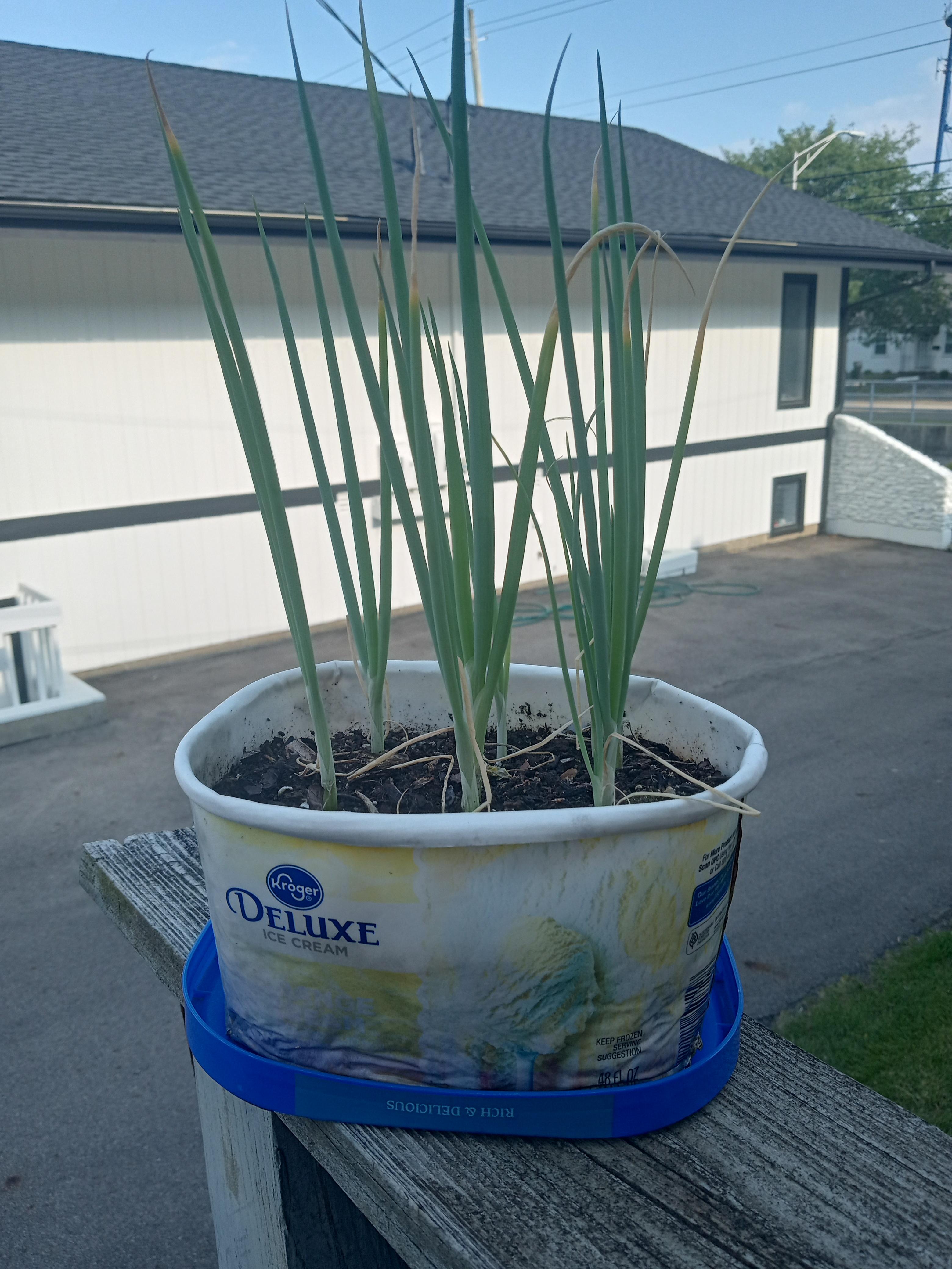 Onion Planter.jpg