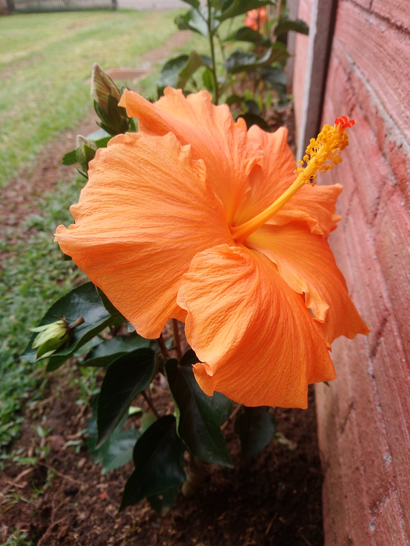 Orange Hibiscus.jpg