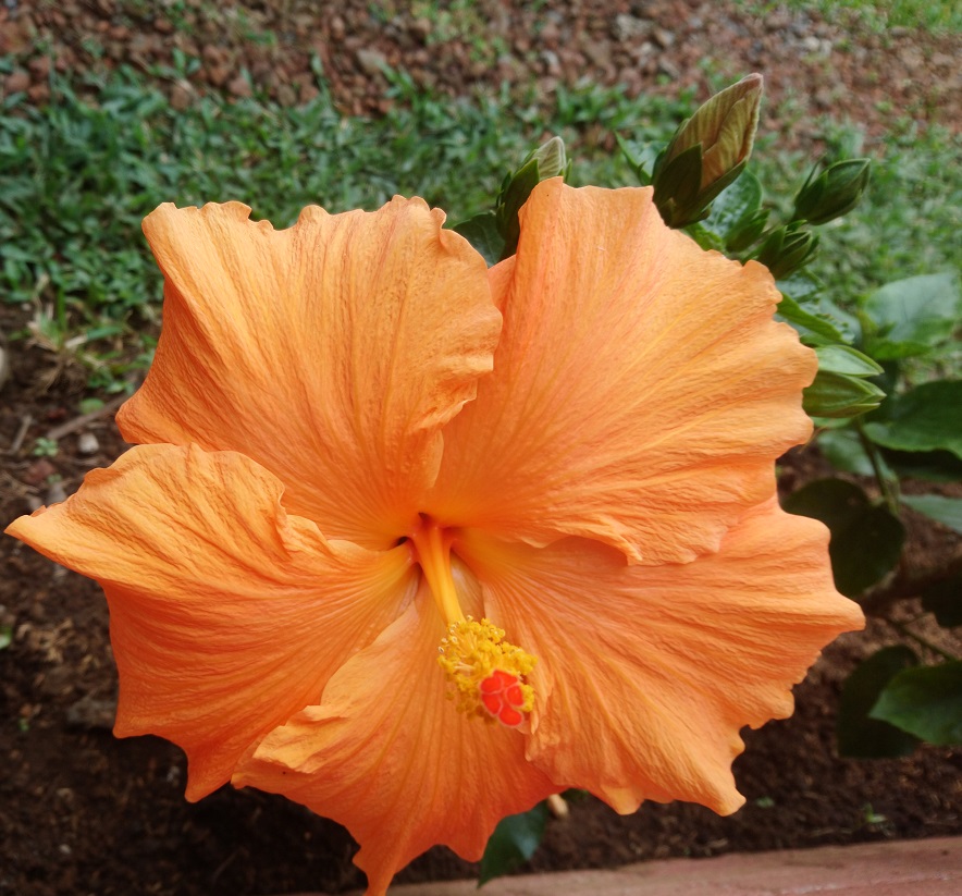 Orange Hibiscus2.jpg