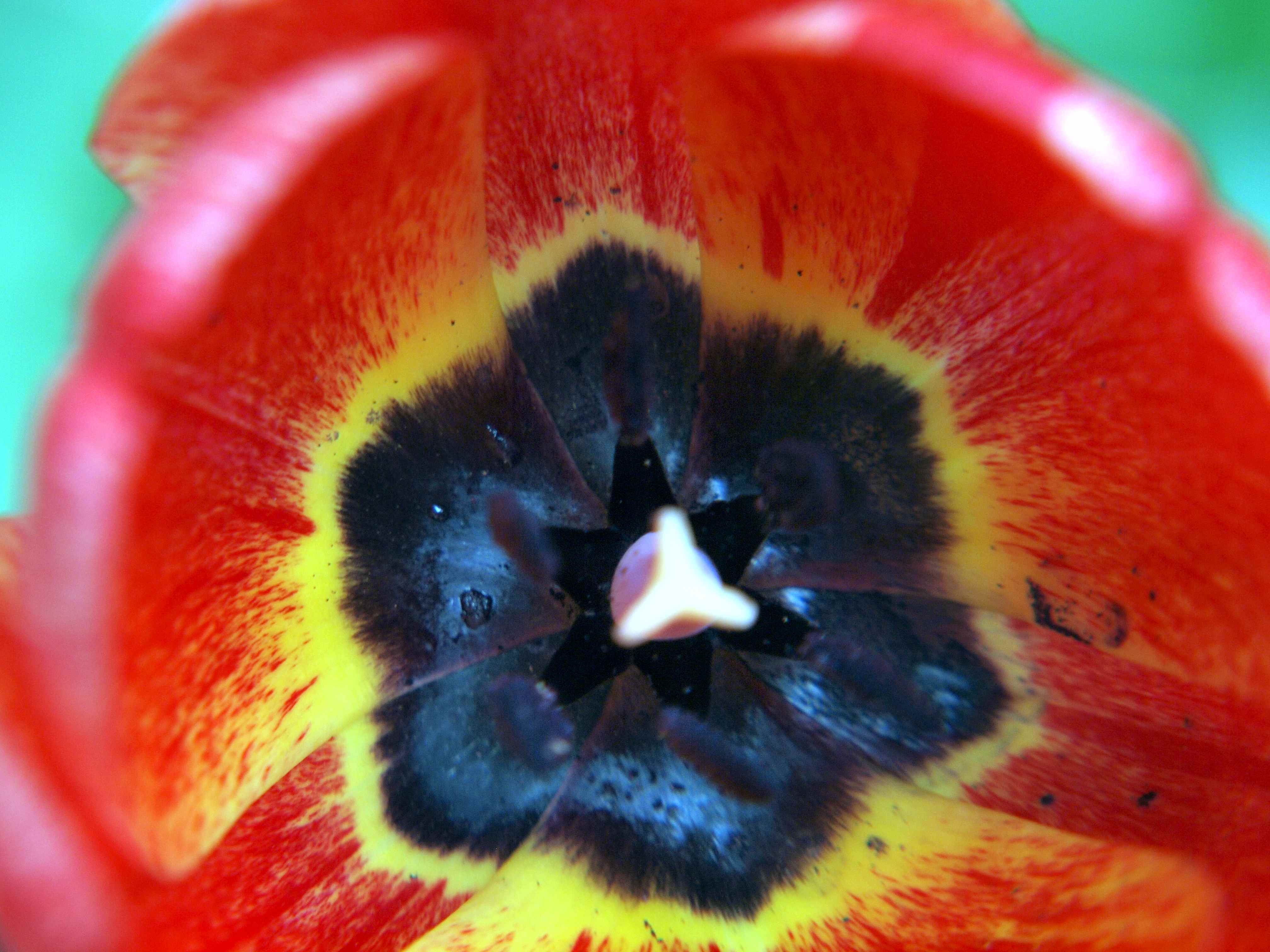 OrangeTulip1.jpg