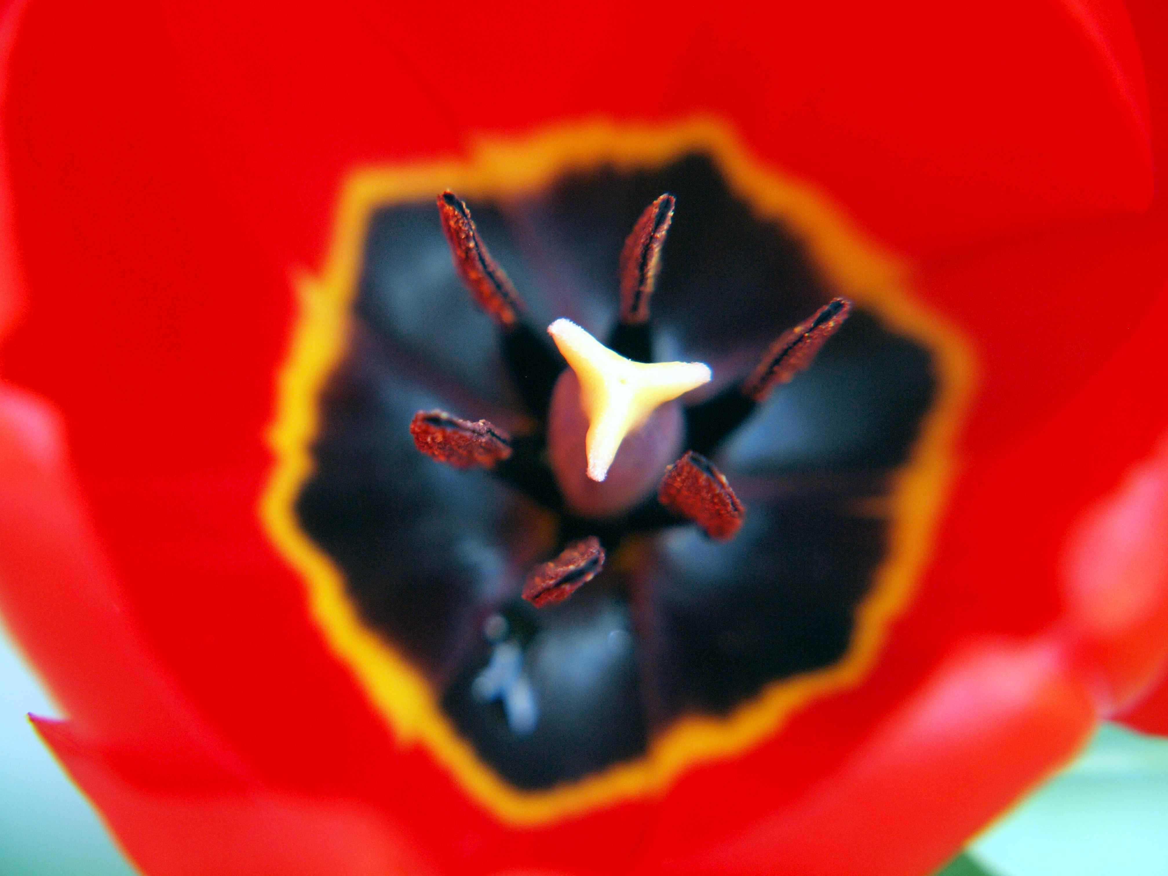 OrangeTulip2.jpg