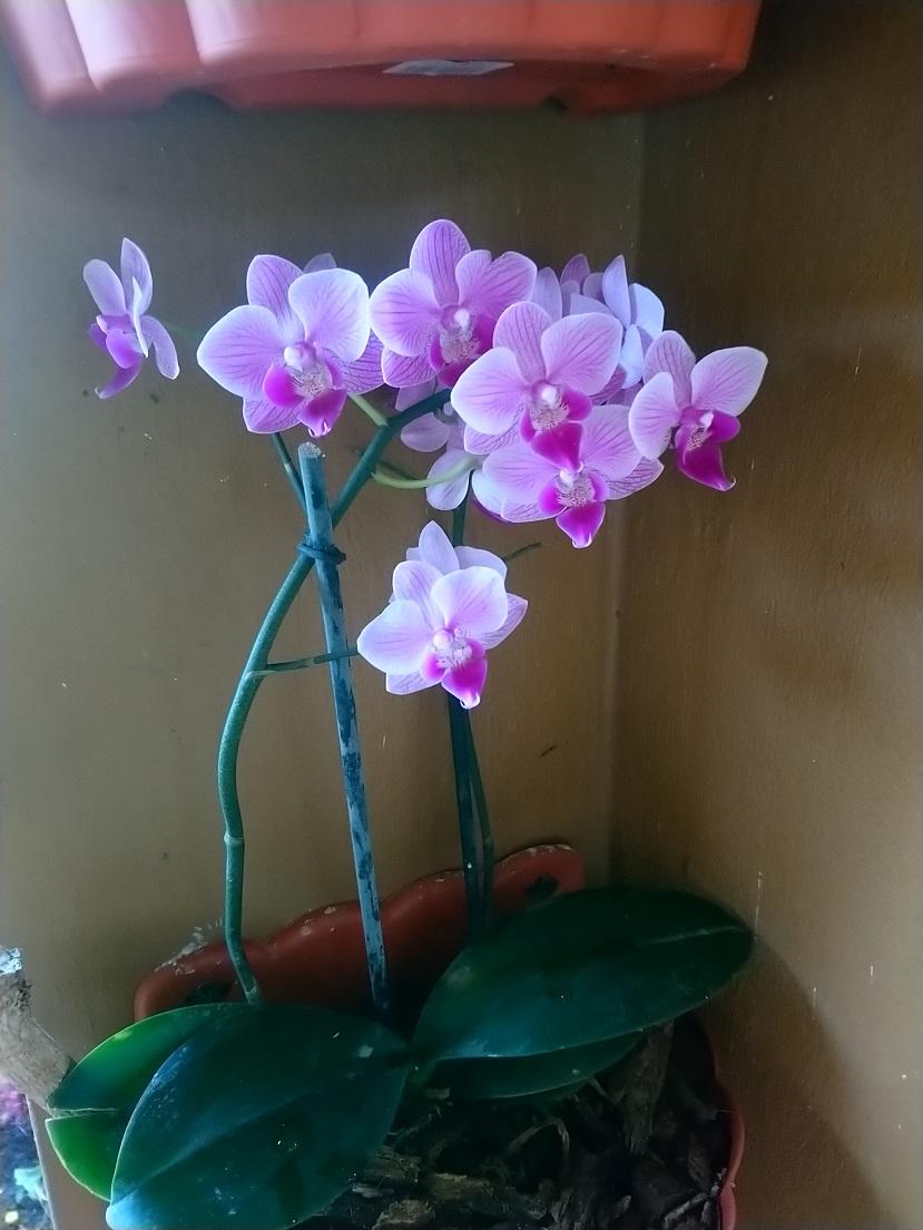 Orchids2.jpg