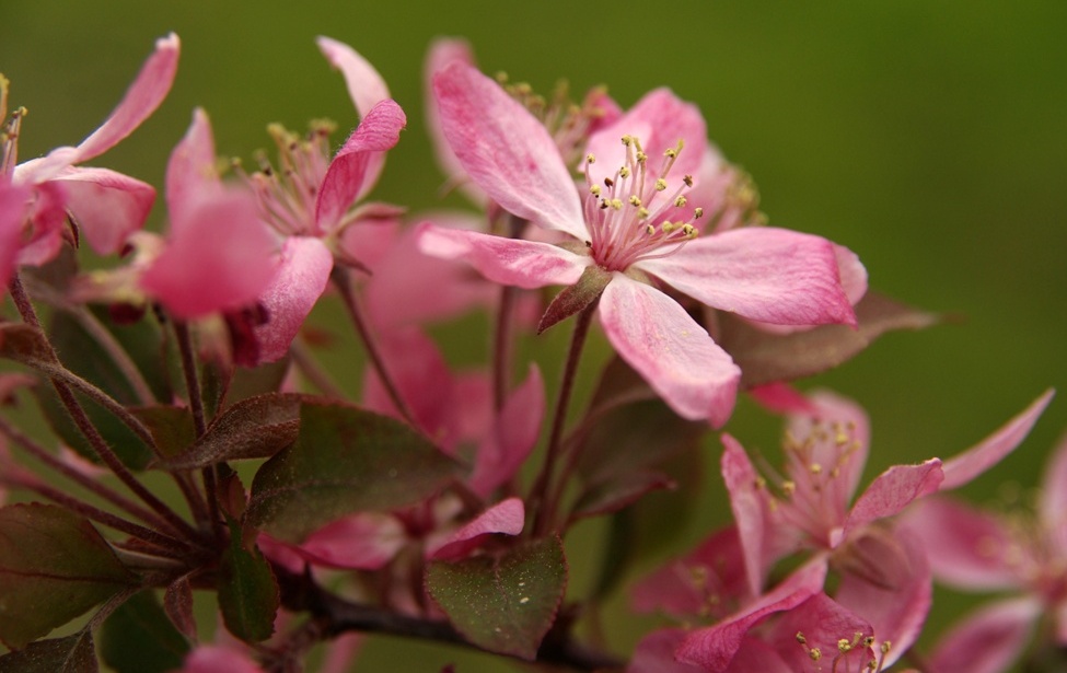 Overcast bokeh test.JPG