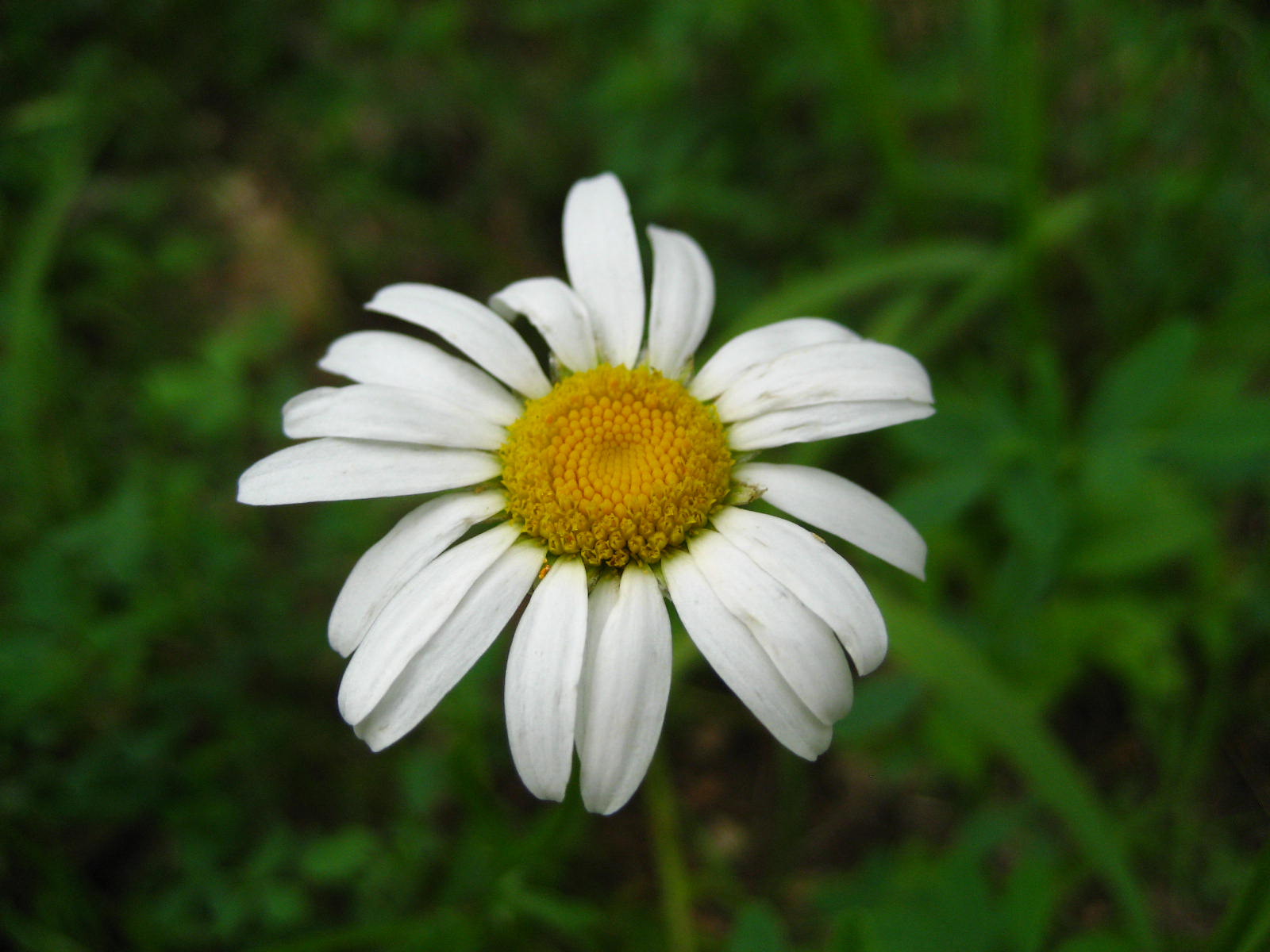 Ox-Eye Daisy