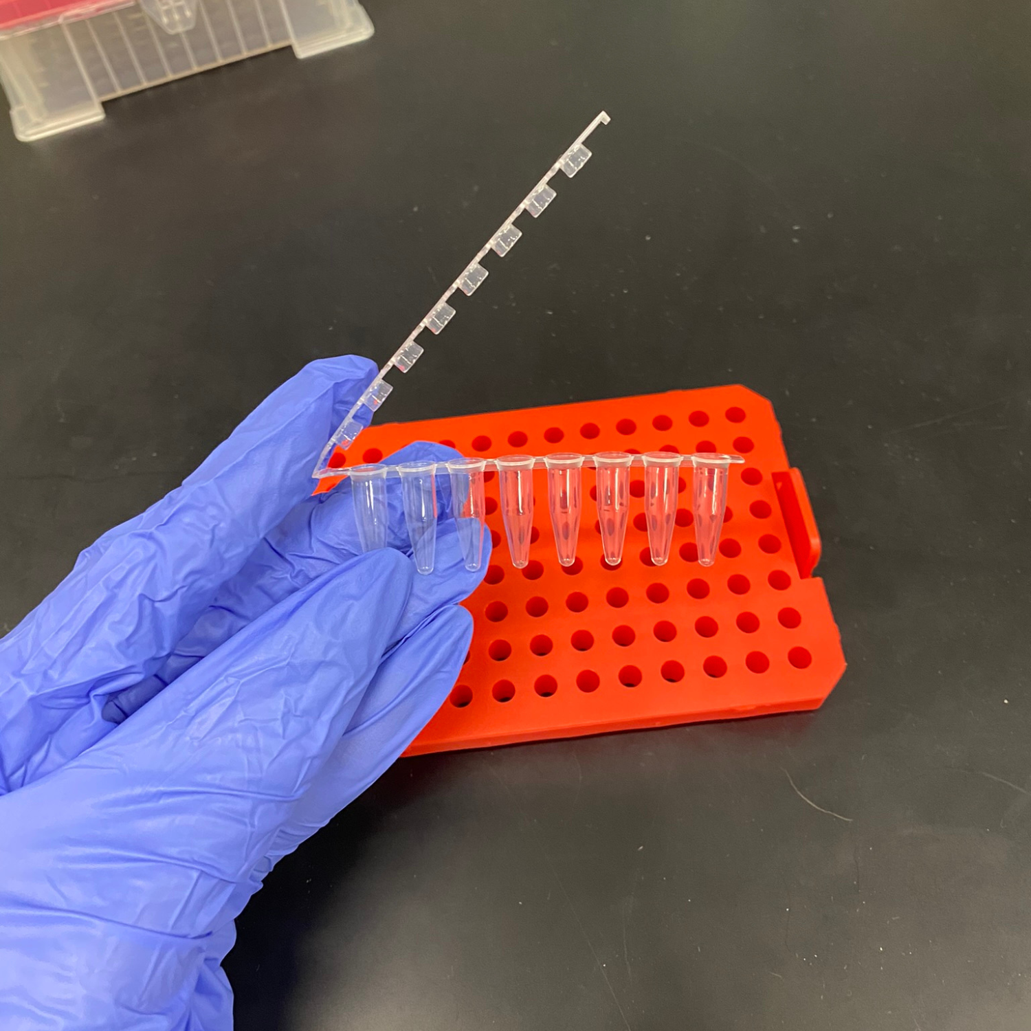 PCR tube strip.png