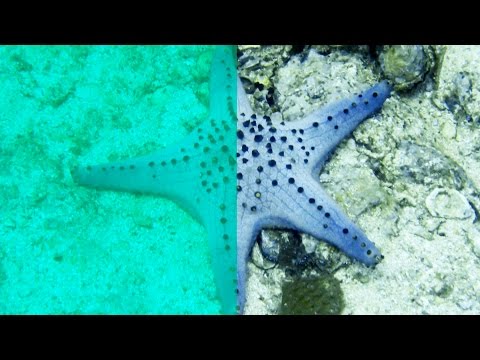 PHOTOSHOP - EASY TUTORIAL FOR UNDERWATER PHOTO CORRECTION