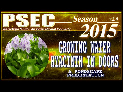 PSEC - 2015 - feat. Pondscape - Growing Water Hyacinth In Doors [hd 1280 x 720]