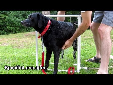 PVC Dog Washer - PVC Pipe Projects - SpecificLove