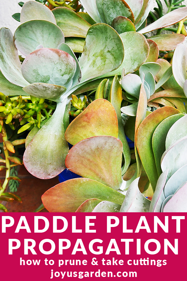 Paddle-Plant-Propagation.jpg