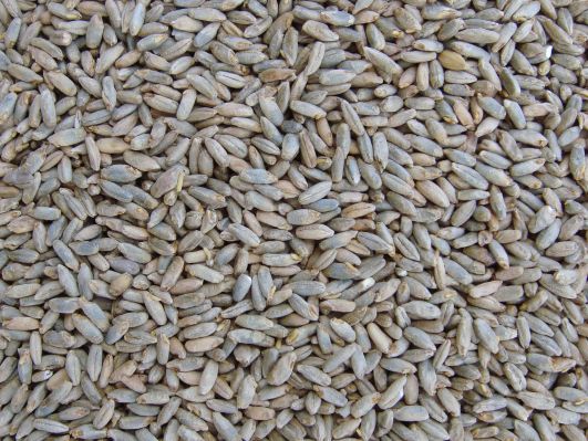 Pale Rye malt website.JPG