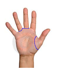 Palm Hand Layout.bmp