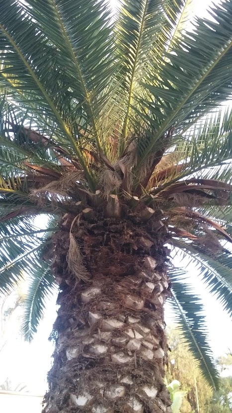 Palm tree.jpg