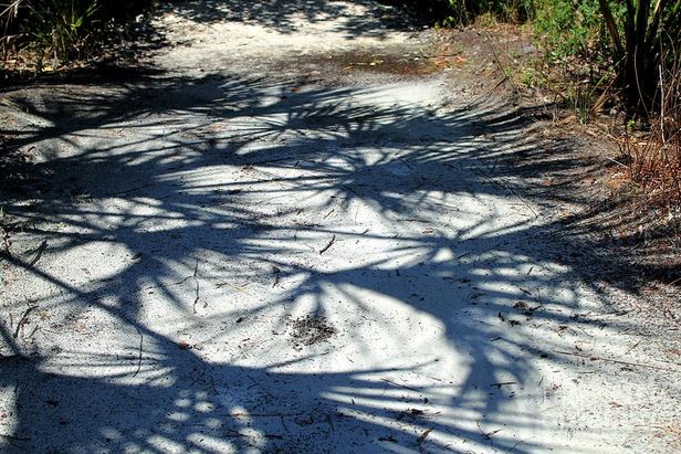 Palmetto shadows.JPG