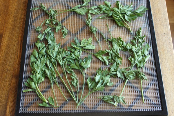 Parsley drying.jpg