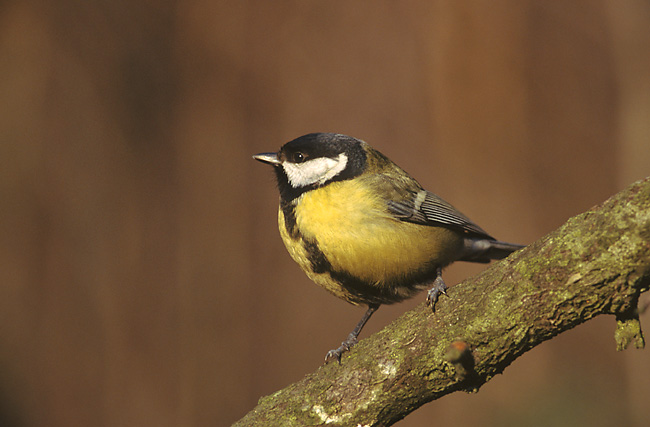 Parus_major_1_(Marek_Szczepanek).jpg