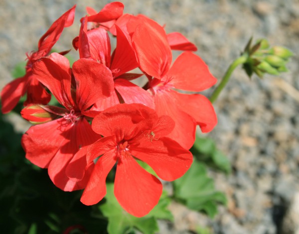 PelargoniumXHortorumGalleriaBrightSunriseSmall.JPG