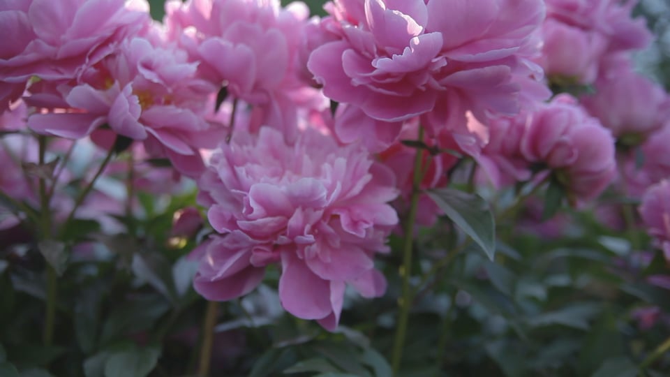 Peony Garden Tracking shot with pan.