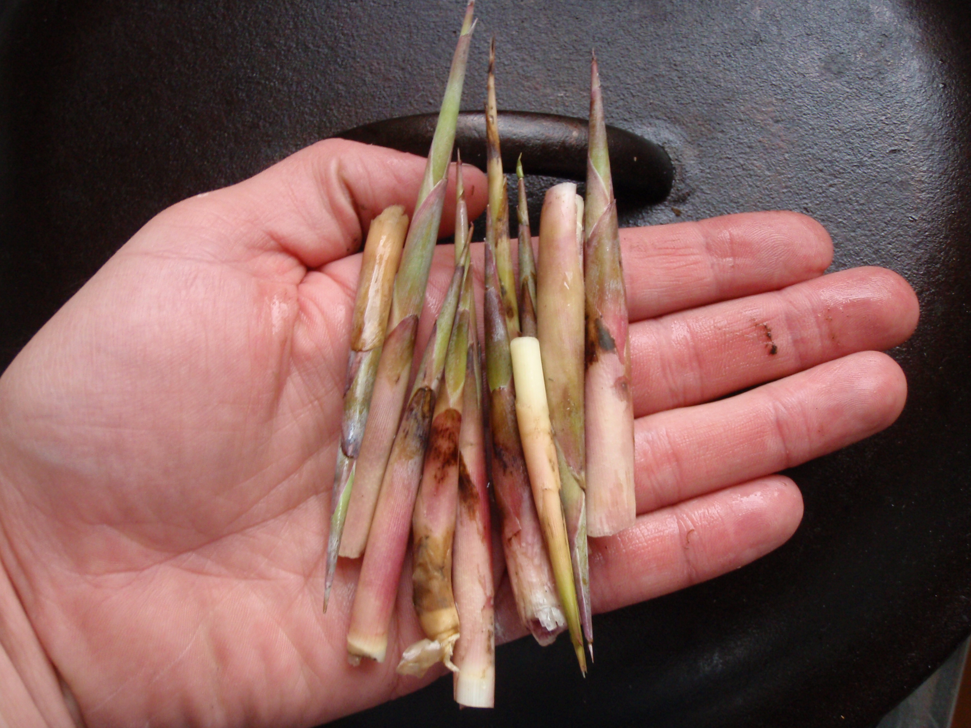 Phragmites young shoots.JPG