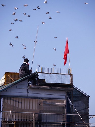 Pigeon traning