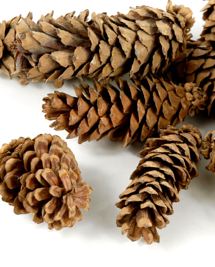 Pine cones.jpg