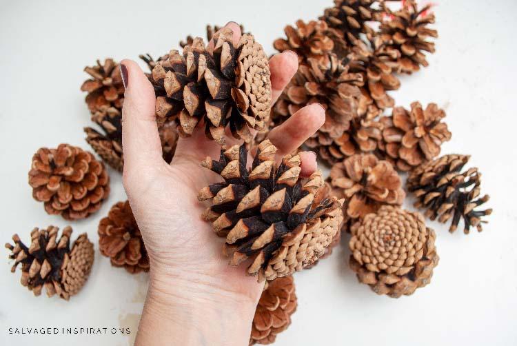 Pinecones-Before.jpg