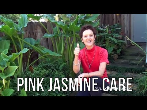 Pink Jasmine Care