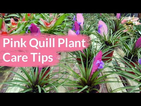 Pink Quill Plant Care Tips: The Tillandsia with The Big Bloom