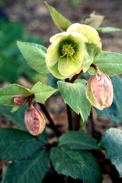 PinkBeautyHelleboresm.jpg