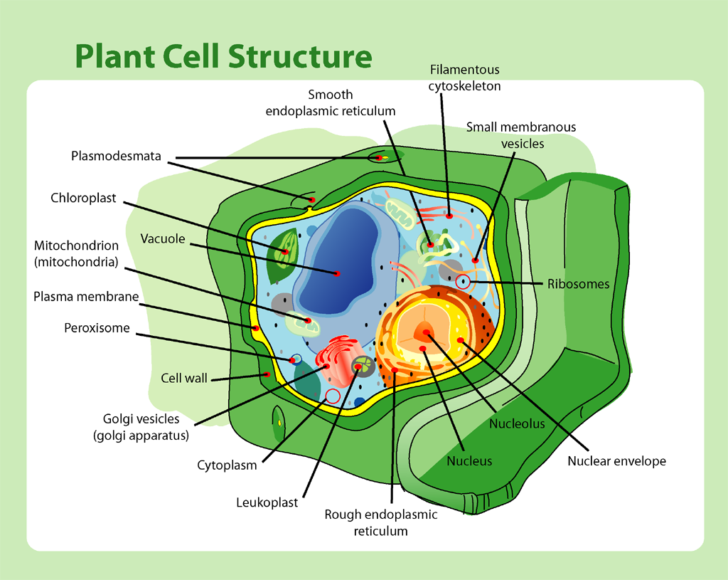 Plant_cell_structure.png