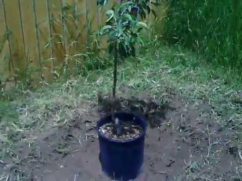 Planting and Feeding Fruit Trees by SolarCabin