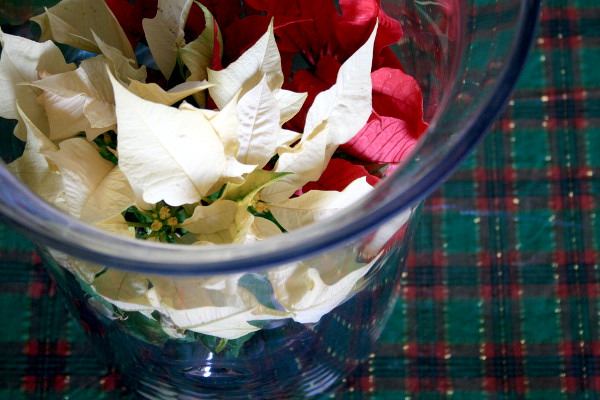 PoinsettiesandGlass.jpg