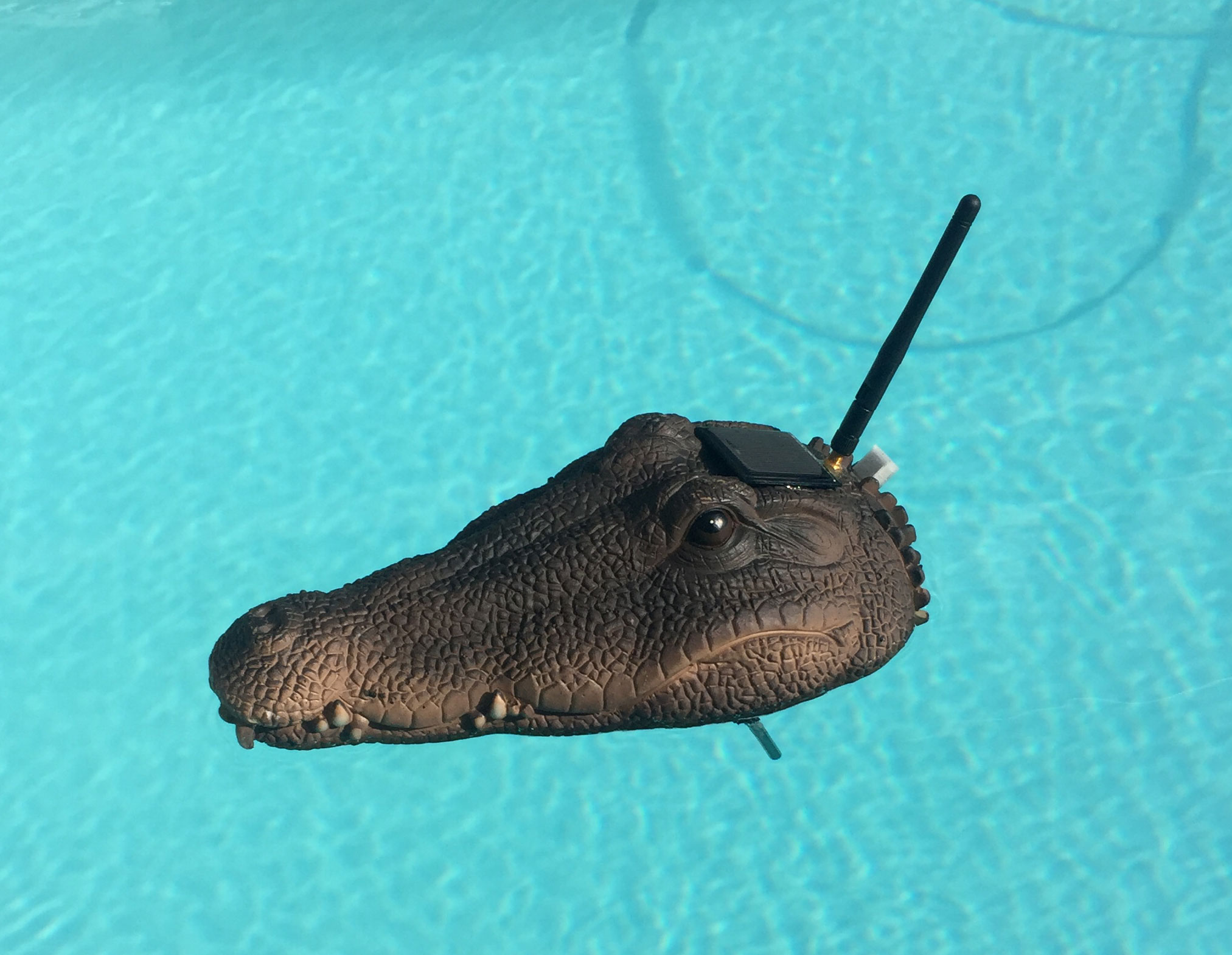 Pool_Croc.jpg