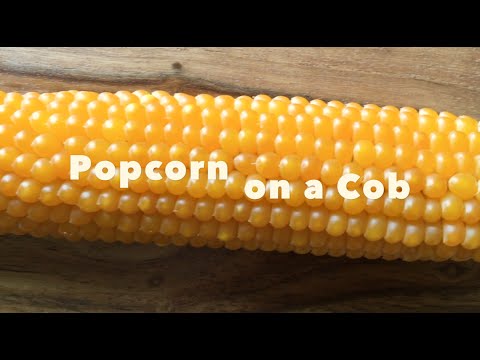 Popcorn on a Cob