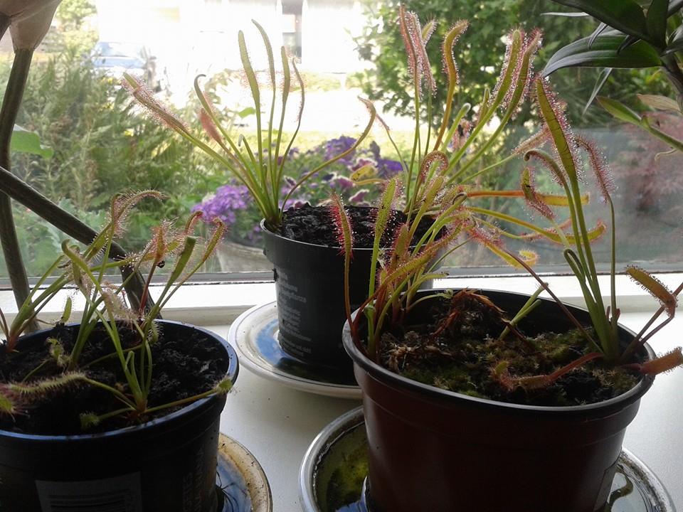 Potjes met drosera capensis.jpg