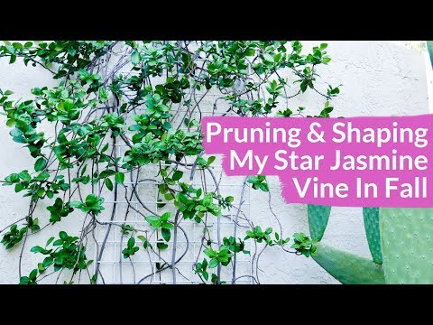 Pruning &amp;amp; Shaping My Star Jasmine Vine In Fall