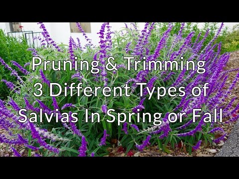 Pruning &amp;amp; Trimming 3 Different Types of Salvias In Spring or Fall