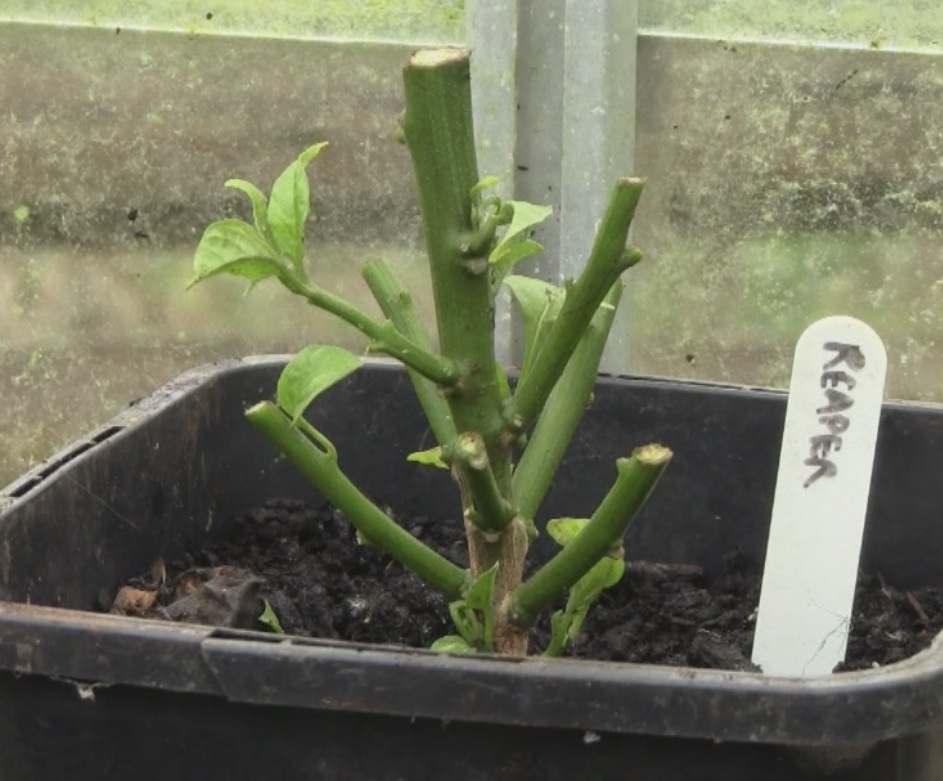 Pruning the Carolina Reaper Hot Chilli plant for Winter.jpg