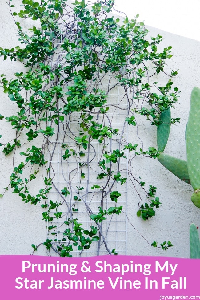 Pruning-and-Shaping-My-Star-Jasmine-In-Fall.jpg