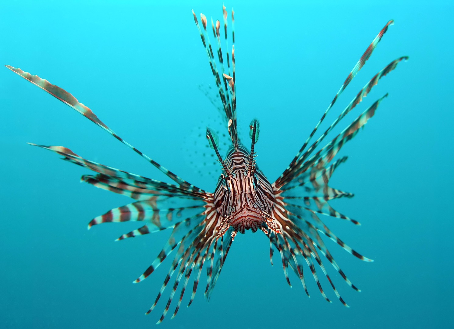 Pterois_volitans_Manado-e_edit.jpg