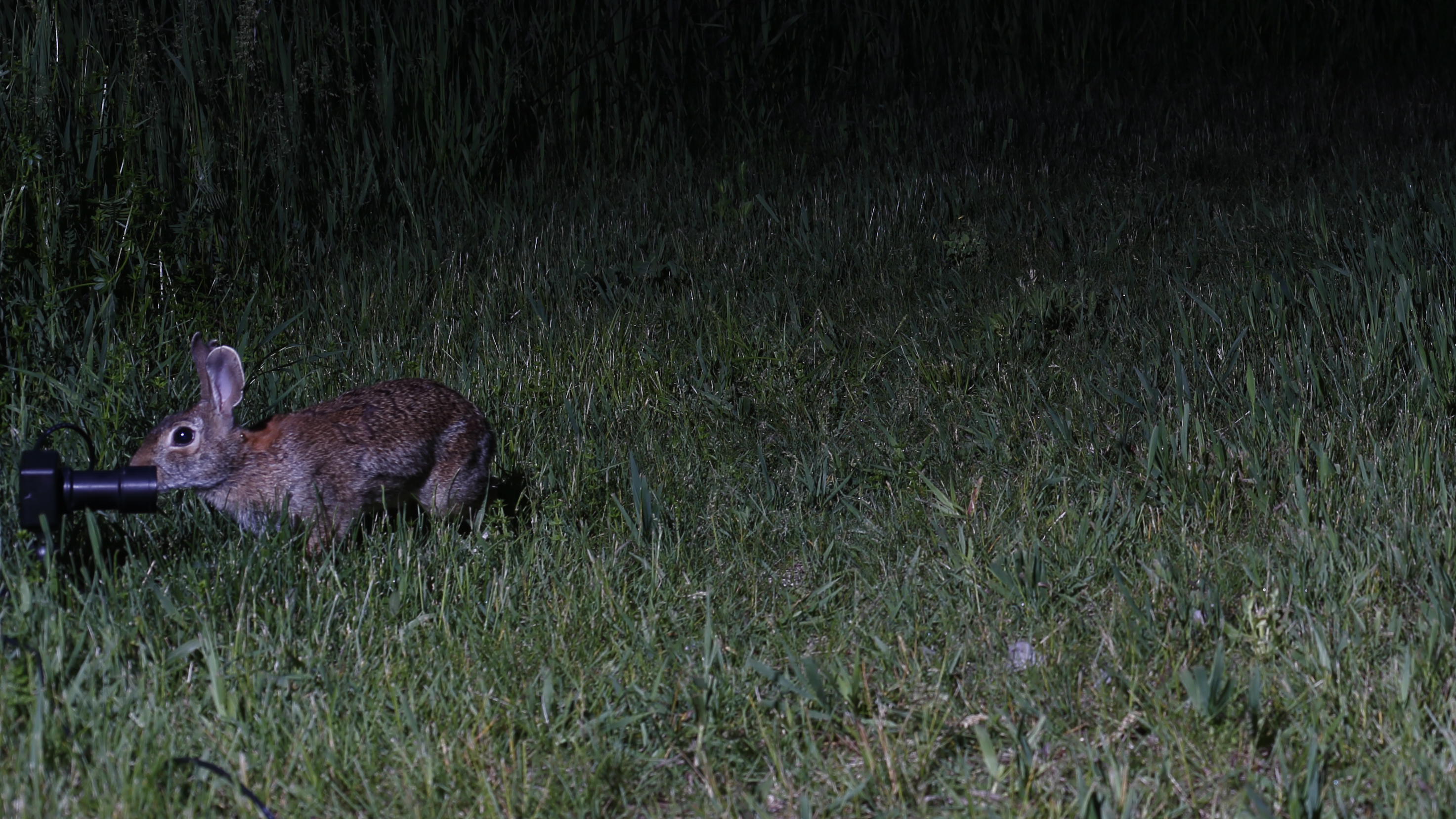 Rabbit and sensor.jpg