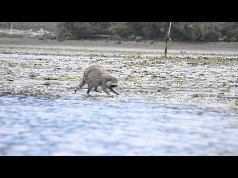 Raccoon Working the Beach