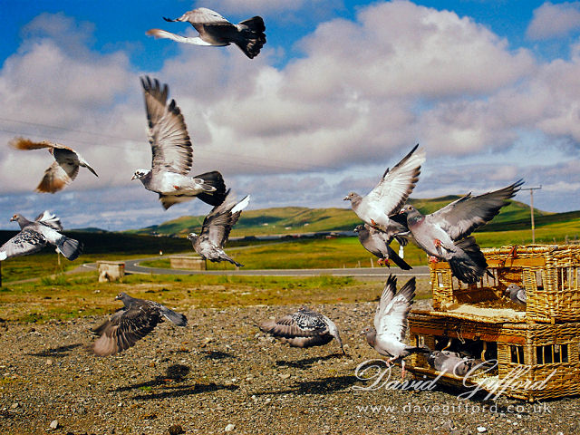 Racing pigeons