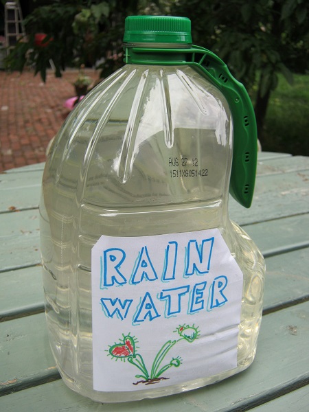 Rain Water Jug SMALL.jpg