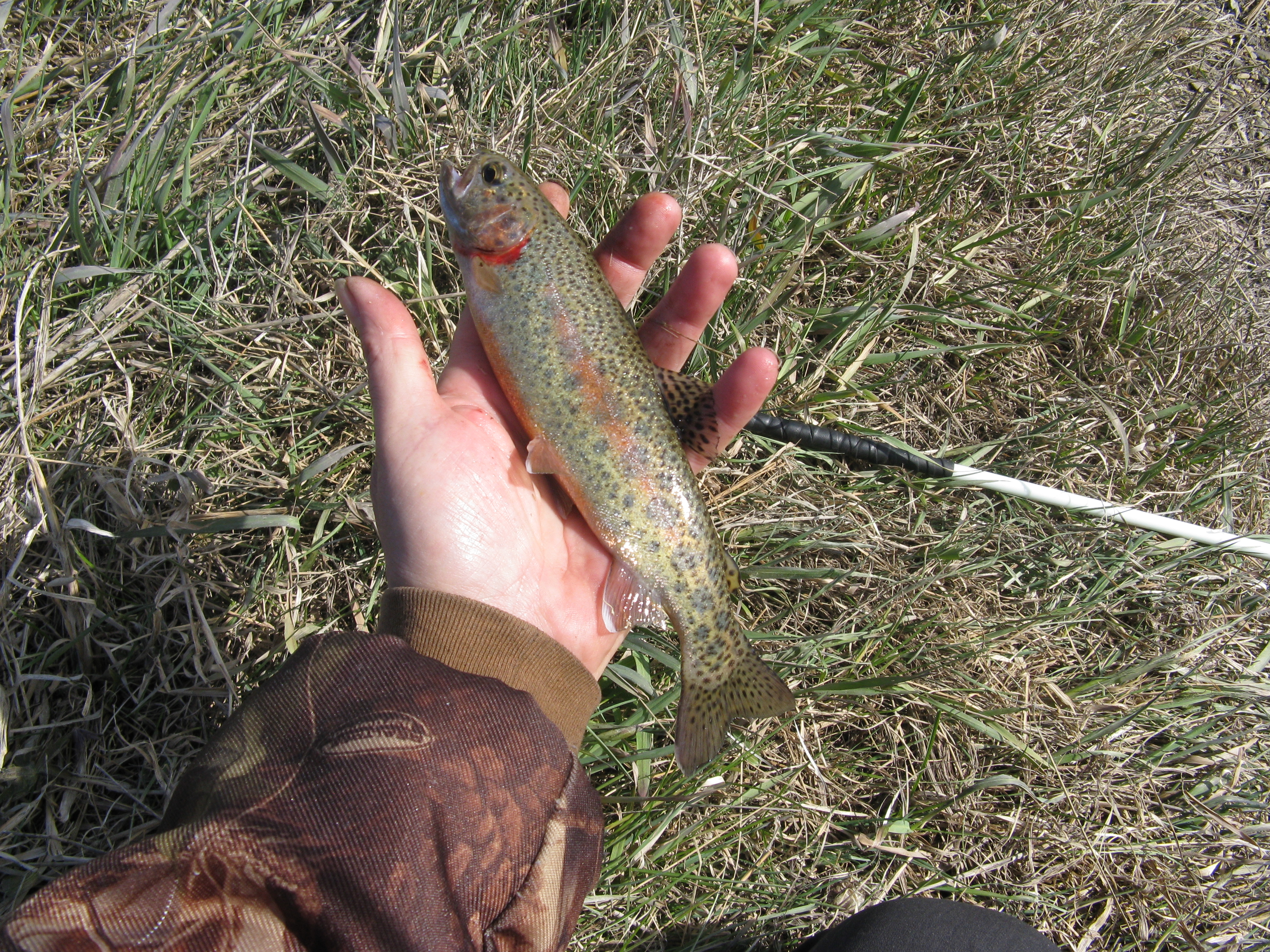 Rainbow Trout.JPG