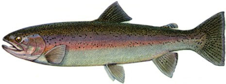 Rainbow_Trout.jpg