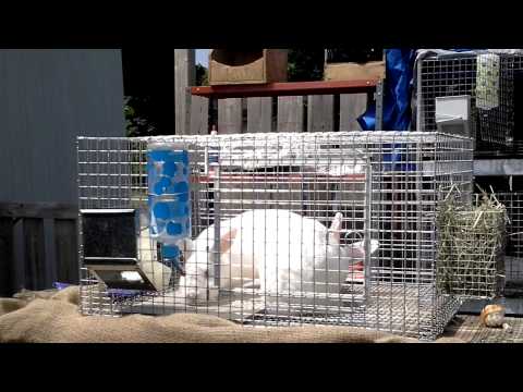 Raising Meat Rabbits - How to Breed Rabbits