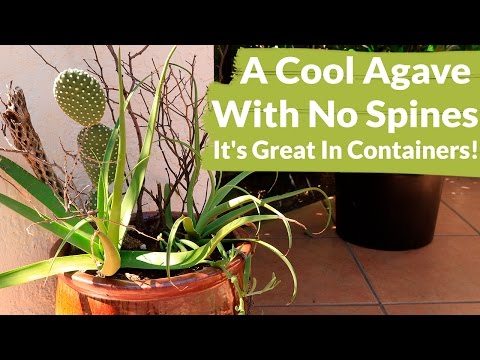 Reasons To Love Spider Agave aka Squid Agave + Care Tips