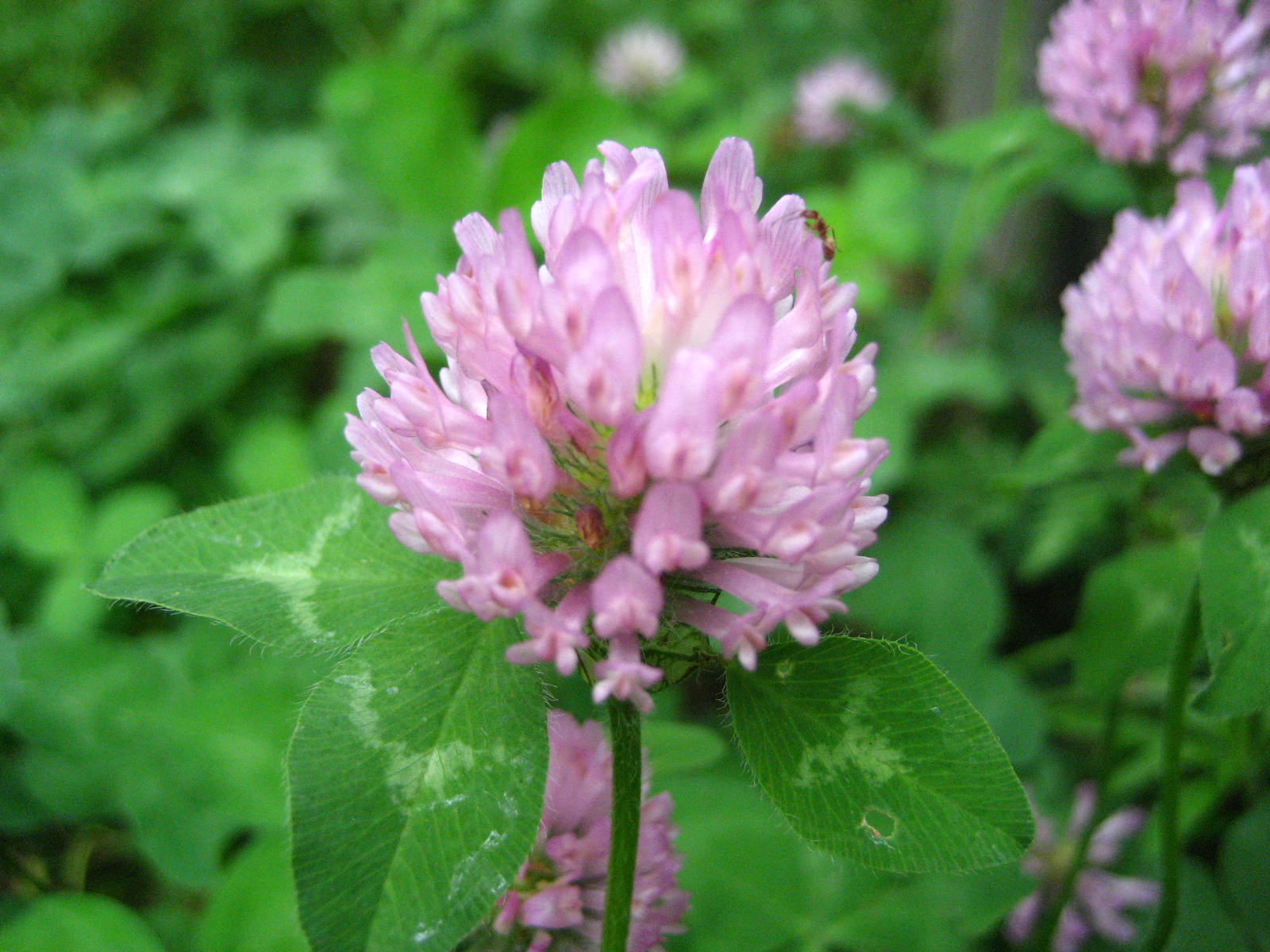 Red Clover